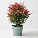 Nandina domestica "Bambù Sacro" pianta sempreverde a cespuglio in vaso ø18 cm Vivaio di Castelletto