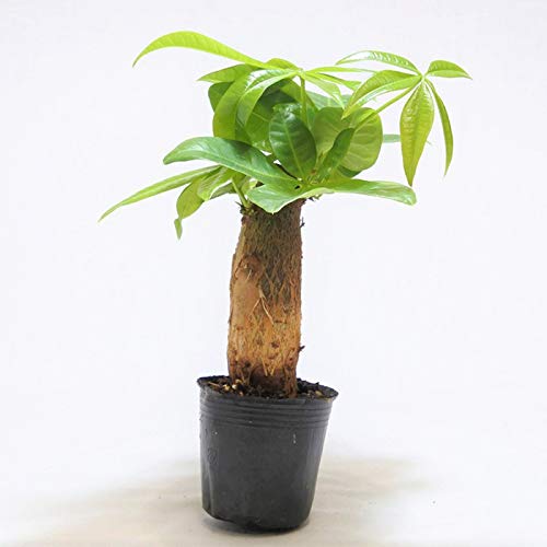 RP̃CeA RPE eE R쑐 ۖ~ ۋ pL p