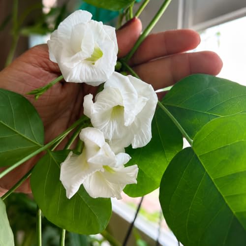 Image of Aparajita Plant (Butterfly Pea - Clitoria Ternatea) Live Flower Vine for Balcony & Terrace (White Double Petal) Pack of 1