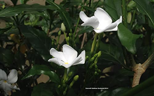 Pinwheel Crepe Crape False Jasmine Live Plant Shrub Tabernaemontana Lightly Fragrant White Flower Starter Size 4 Inch Pot Emerald Tm #TOP3