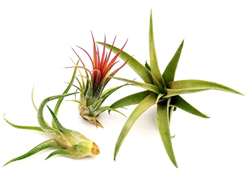 POWERS TO FLOWERS - TILLANDSIA DELL'ARIA, Set 3 Pezzi, Tillandsie, Pianta da Interno, Pianta Vera