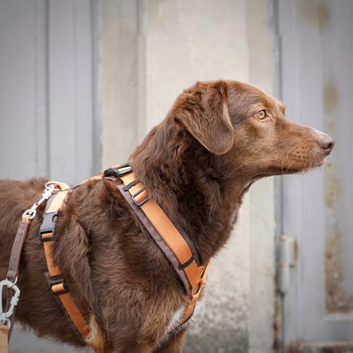 Anny-X Brustgeschirr Open Fun | Hundegeschirr für Sensible Hunde | Farbe Braun-Bernstein | Gr. S (Brustumfang 52-64cm)