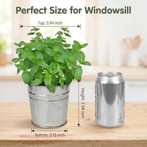 Kit de plantation de menthe pour thé frais au jardin d'intérieur