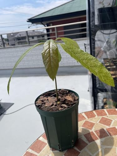 アボカド苗 実生苗のサムネイル