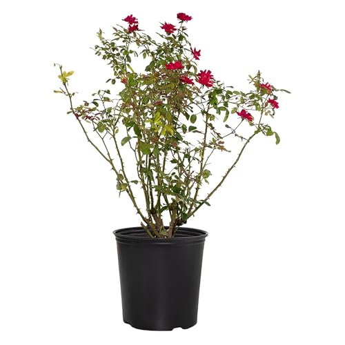Red Double Knock Out Rose Bush - Live Spring &