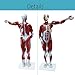 Teaching Model Tools,Anatomical Human Muscular Figure Model 80Cm Numbered Muscular Anatomy Model 27 Parts Removable Internal Organs Human Muscle Organ Model Training Manikin Model