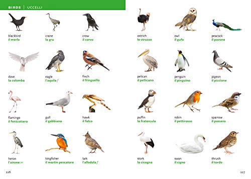 Collins Italian Visual Dictionary: A photo guide to everyday words and phrases in Italian