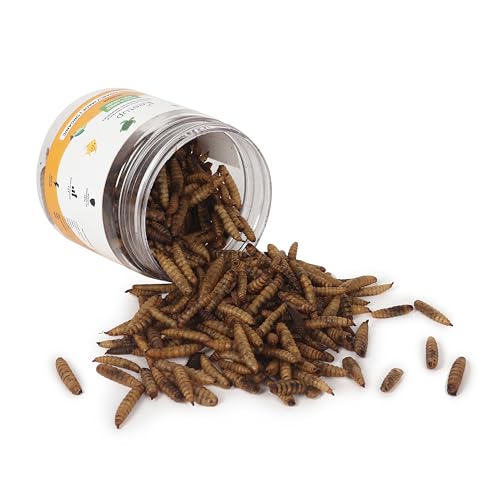 Image of Dried Black Soldier Fly Larvae Treat Fish Food (25 Gram) For Arowana Oscar, Flowerhorn & Other Carnivorous Fishes Omega 3 & 6, 50X More Calcium Than Worms, All Life Stages