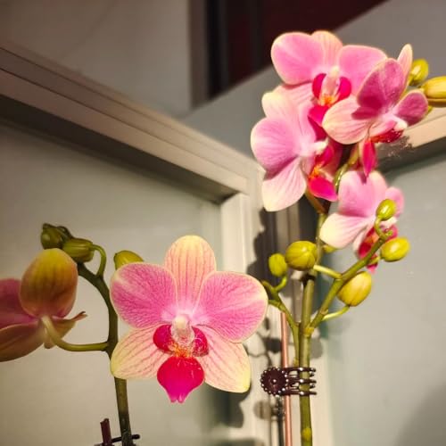 orquídea phalaenopsis - Decoraciones jardines exteriores semillas de orquídea resistentes en exteriores de interior purificadoras aire 850semillas