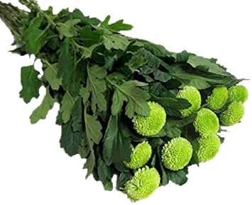 Amazon ピンポンマム 菊 生花 切り花 菊 グリーン フィーリングgポgなど 5本 切り花 オンライン通販
