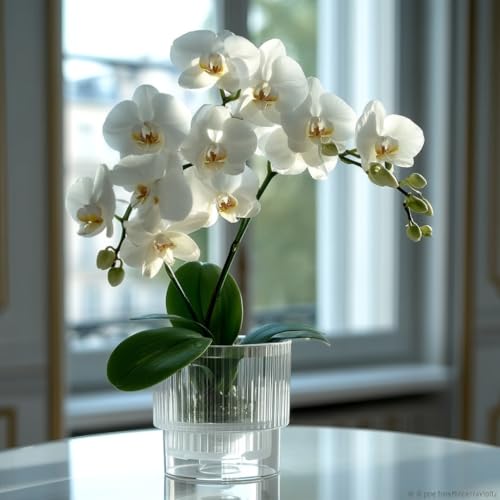 Miniatura 9 de Garten Lux Juego De 30 Macetas Transparentes Para Orquídeas, Diámetro 14 Cm, Altura 11 Cm, De Plástico Con Agujeros, Para Orquídeas Para Interiores, 1 L