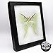 BicBugs Actias luna Real green moon saturn moth USA Framed