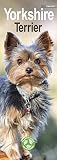  Yorkshire Terrier - Yorkies 2023: Original Avonside-Kalender - Slimline [Mehrsprachig] [Kalender]