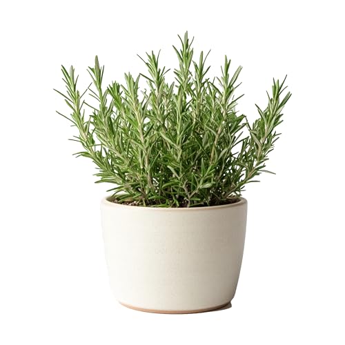 Myoshome - Planta de Romero con Maceta Plástico, Planta Natural Ideal para Huerto Urbano, Plantas Naturales de Interior y Exterior, Plantas Aromáticas. Romero (Rosemary Plant - Rosmarinus).