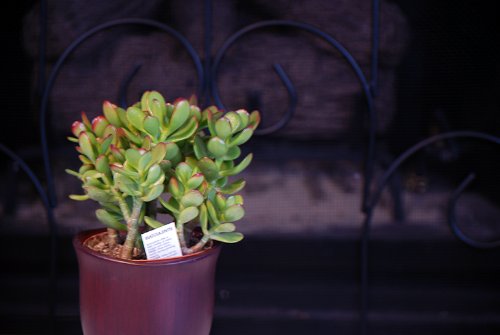 caring for chinese money plant Pilea Peperomioides 'Chinese Money', Feng Shui Houseplant for Your Home