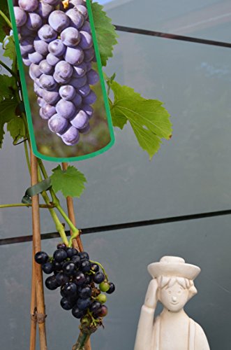 Weinrebe Plantenwelt Regent 80 cm im 3 Liter Pflanzcontainer