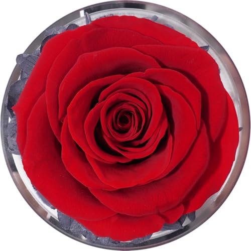 Miofula Eeuwige roos engel cadeau voor koppels en huwelijkscadeaus, bruidspaar, vrouwen hand in hand een leven lang, partner voor Valentijnsdag, Kerstmis, verjaardag - Afbeelding 4