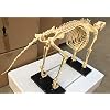 Dog Skeleton Large 49 X 23 Canine