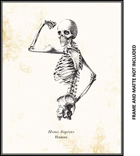 Homo Sapiens Human Skeleton Vintage Drawing - Biology Lab, Office, Library Decor - Science Classroom Artwork - 11 X 14 Unframed Print - Great Gift For Anatomy Lovers, Scientists, Teachers, Doctors #TOP2