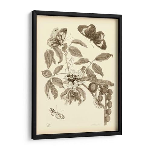 Canvas Lab | Nature Study in Sepia II by Maria