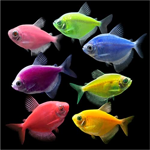 Image of GloFish Anemone Ornament Pink, Detailed Aquarium Ornament, Creates A Glowing Effect