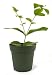 9GreenBox - Jasmine Maid of Orleans Plant - 4" Pot