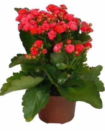 Plantsworld Kalanchoe Red Live Plant (B074XC5BQ6) Amazon Price History, Amazon Price Tracker