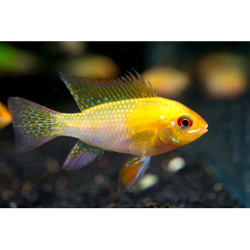 StillwaterAquaria Gold Ram Cichlid Apistogramma (Mikrogeophagus ramirezi 'Gold') - Live Fish