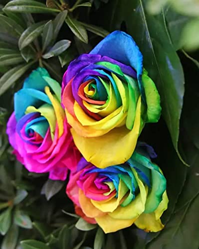 200Pcs Rainbow Color Rose Seeds For Planting, Hybrid Rare Rose, Perennial Shrub #TOP3