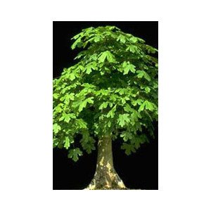 Msa Acer Campestre 50Ml