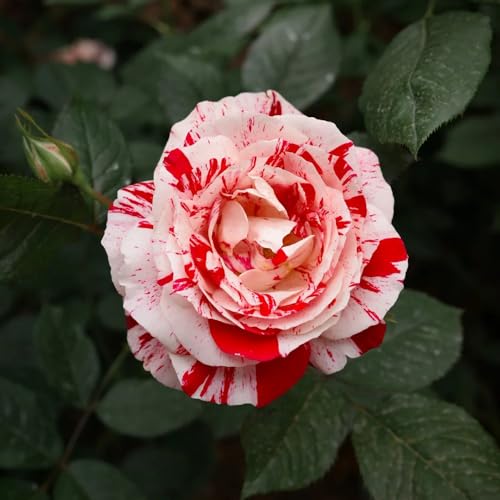 semillas resistentes de rosal - para exterior, Rosas trepadoras, 200pcs