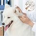 KHDULQ 100 Stücke Wattestäbchen für Hunde, Ohrreiniger für Hunde Milben Hund Wattestäbchen Lang Ohr Reinigungstupfer Ohr Reinigung für Haustiere Wattestäbchen für Haustiere, Hunde, Katzen