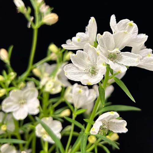 Semillas resistentes de la delphinium decorativas, al aire libre de delphinium aromáticas, jardín de rocas resistentes 100pcs