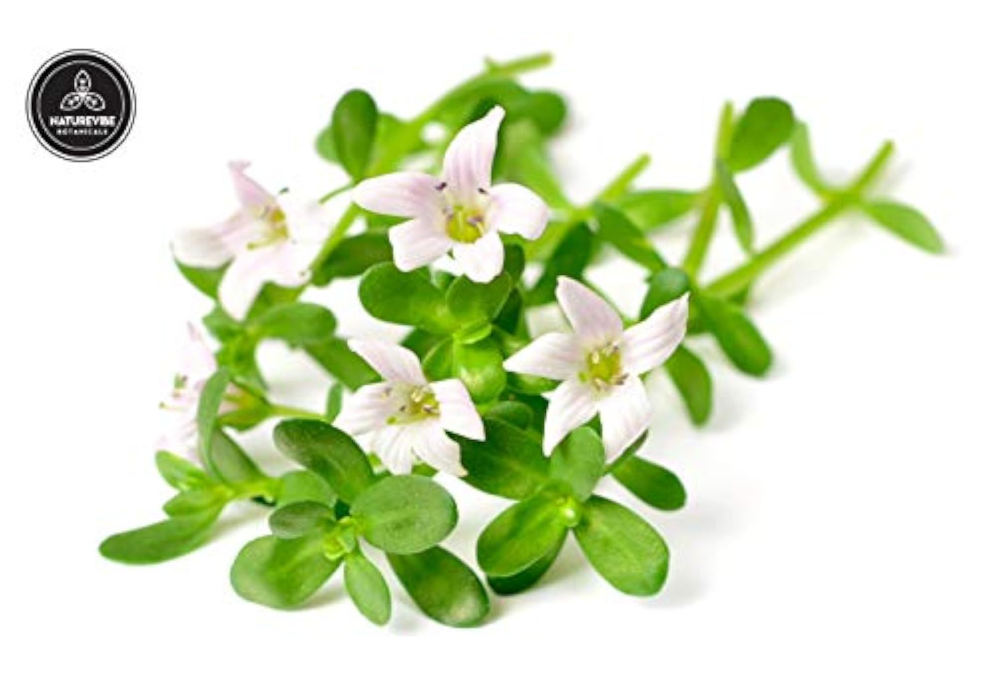 Brahmi Powder, 200gms, Organic Herbal Supplement