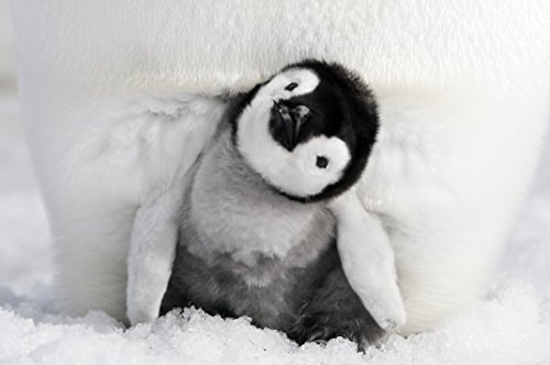 Die Reise der Pinguine 2: Der Weg des Lebens – 4K Blu-ray (UHD + Blu-ray Disc)