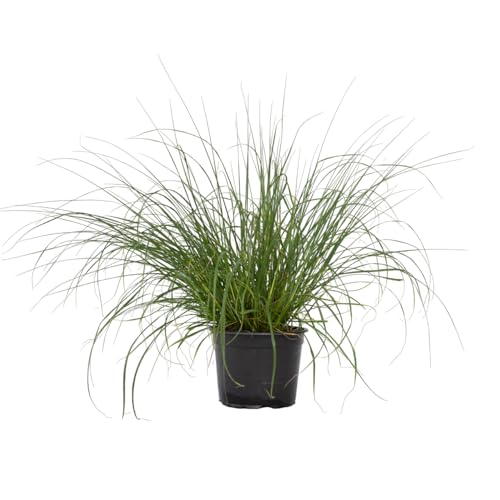 Plant in a Box - Pennisetum alopecuroides Hameln - erba piuma perenne Resistente - erba ornamentale - Vaso 23cm - Altezza 20-30cm