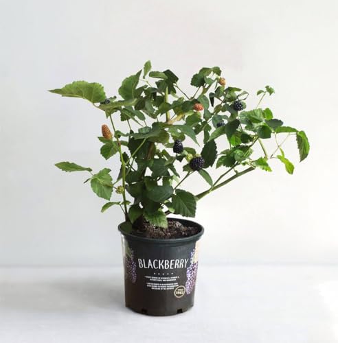 Thornless Blackberry Plant, Semi-Erect