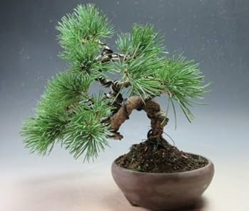 福島 五葉松 盆栽 Amazon｜盆栽 松 福島五葉松の根上がりミニ盆栽【現品】（10003798