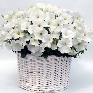 Creative Farmer Flower Seeds : White Petunia Packet Seeds Garden [Home Garden Seeds Eco Pack] Plant Seeds (B078RGK61K) Amazon Price History, Amazon Price Tracker