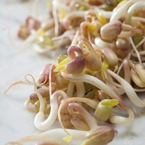 Suffolk Herbs - Organic Sprouting Seeds Mung Beans - 50g Seeds by Wafer
