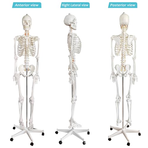 HADWYN Life Size Human Skeleton Model for Anatomy- Medical Human Skeleton Model with Nervous System 70.8 in with Rolling Stand for Medical Study and Display 3 Posters by HADWYN - Image 3