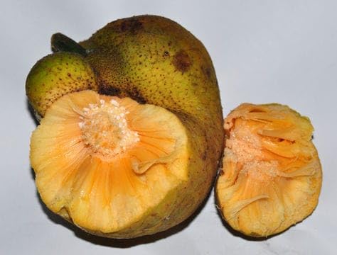 SANJU Rare Plant Badhal/Artocarpus Lacucha/Monkey Jack Fruit & Fruit Plant (B0CXDRFSCJ) Amazon Price History, Amazon Price Tracker