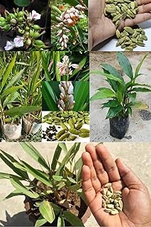 Original Kerala Elaichi Plant Live – Natural Green Cardamom Plant for Home & Kitchen Garden & Farm Cultivation-image-11