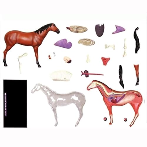 Modèle anatomique de cheval amovible 4D pour démonstration clinique vétérinaire