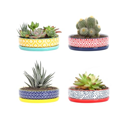 Selamica Succulent Pots with Drainage