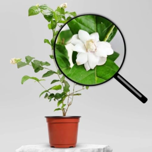 Image of Live Jasminum Sambac 'Butt Mogra' |Jasmine Plant | Aromatic Flower Plant For Home Garden With Pot (MOGRA PLANT)