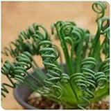 Bulbos de albuca espiralis,Albuca spiralis plant,Albuca namaquensis,albuca espiralis planta,perenne,bulbos de Albuca Spiralis,tiene la función de embellecimiento y decoración.-greenC-3bulbos