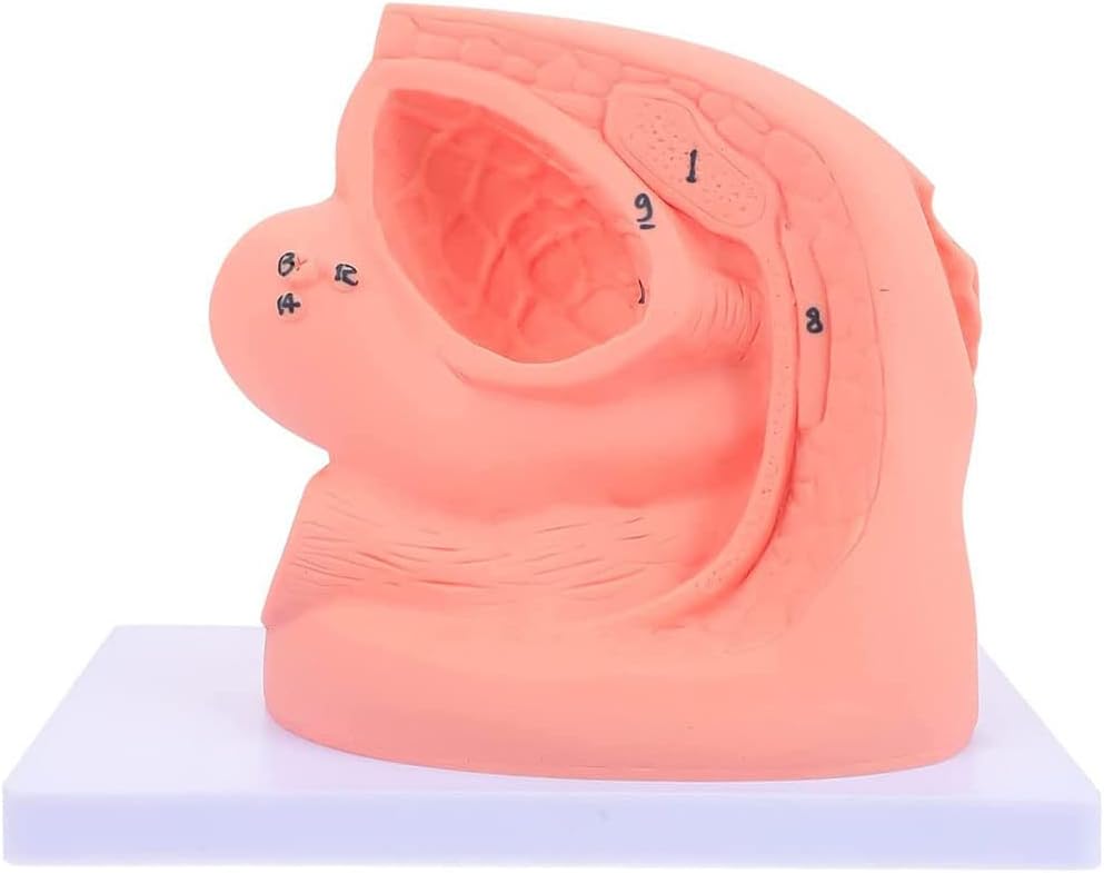 Female Catheterization Model Genital Organ Model Catheter Anatomy Teach Set Internal and External Genital Anatomy Model and Urinary Catheter Mold Educational Training Aid Medical Models