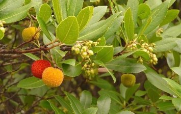 Erdbeerbaum 10 Samen **Arbutus unedo** Winterhart mit leckeren Früchten