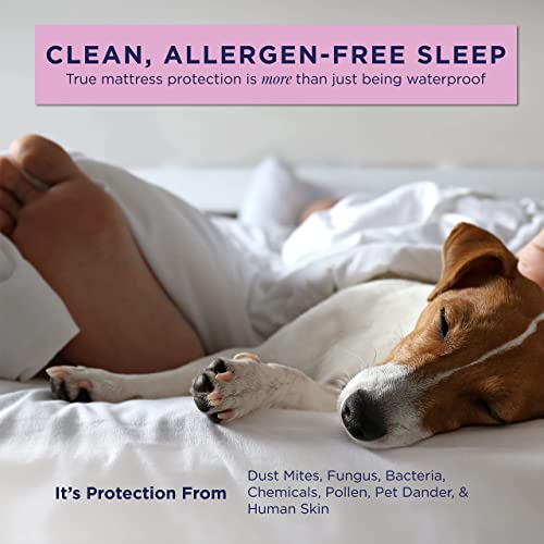 Best Bed Bug Mattress Encasement 2024 Get The Protection You Need